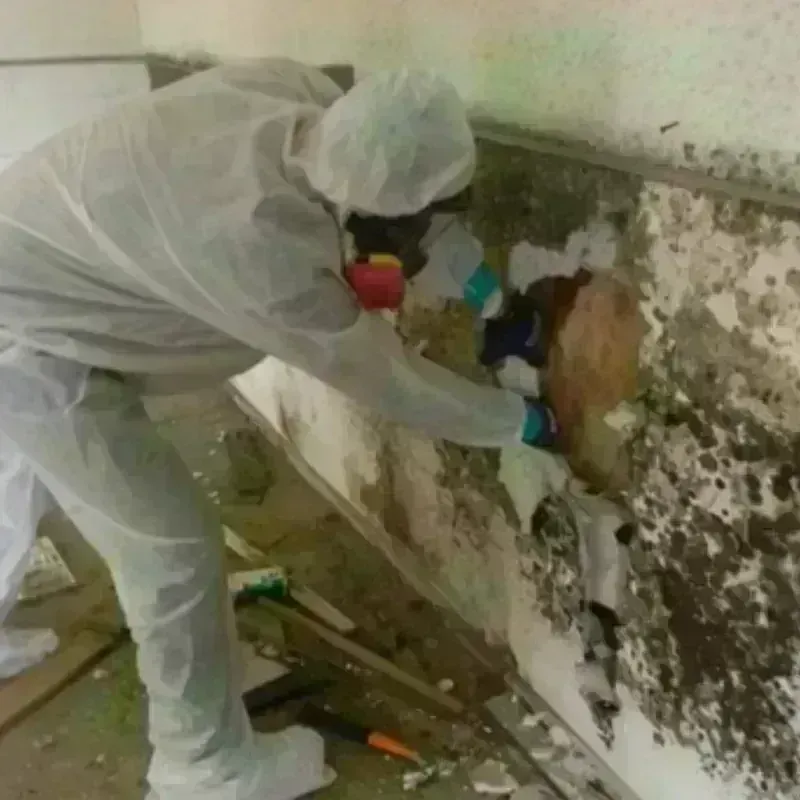 Mold Remediation and Removal in Doddridge County, WV